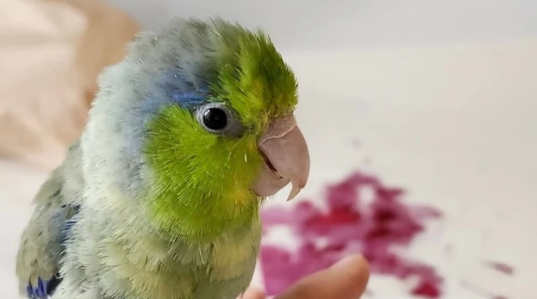 bruce-the-parrot-1-7129292.webp