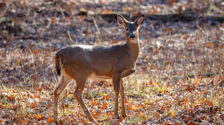 white-tailed-deer-1-6756954.webp